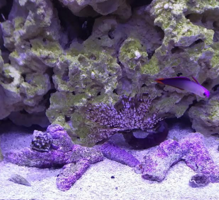 reef tank picture.PNG