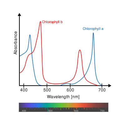 1200px-Chlorophyll_ab_spectra-en.svg.png