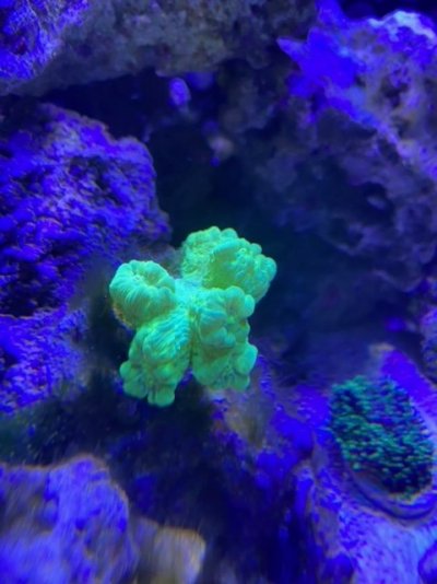 CC coral.jpeg