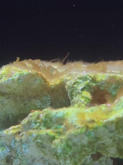 closeupalgae1.jpg closeupalgae1.jpg