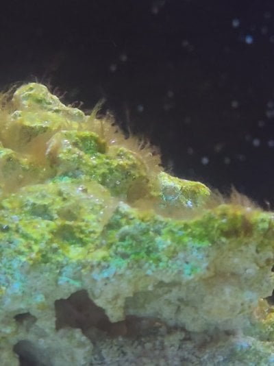 closeupalgae.jpg closeupalgae.jpg