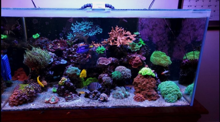 Updated Reef.jpg