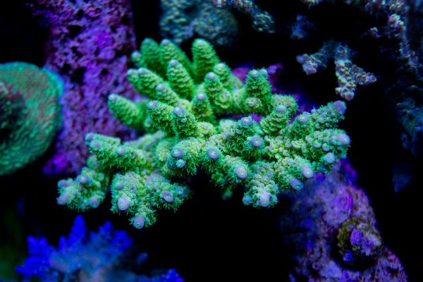 Making some room - One Week Deal on Acropora