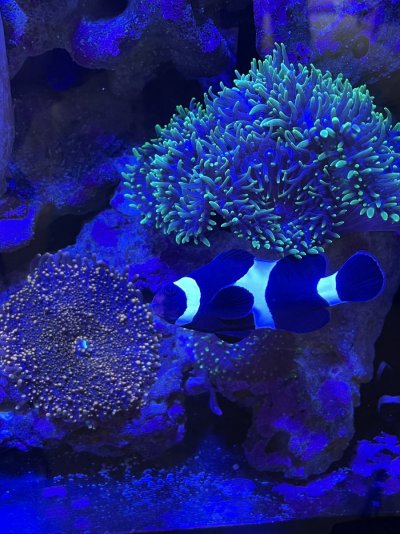 Two Paired Black & White Clownfish to Give Away