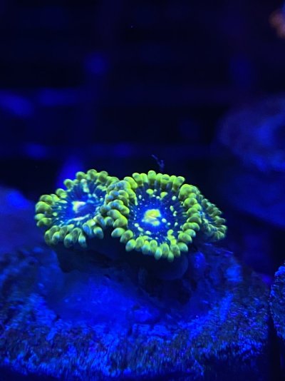 collection of zoas for sale