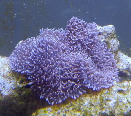 purple shroom (2).jpg
