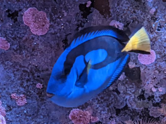 Hippo Tang For Sale