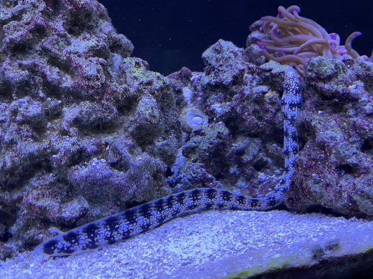 Eel.jpg Eel.jpg
