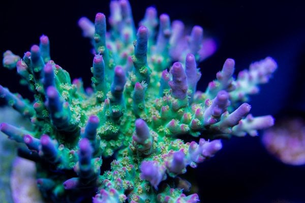 Large Variety Of Acropora Frags - Updated list and Prices