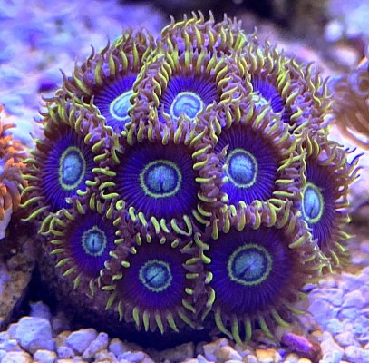 ***Awesome Zoa Pack (Mini-Colonies)***