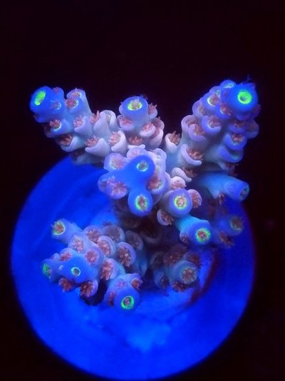 coral (6).jpg