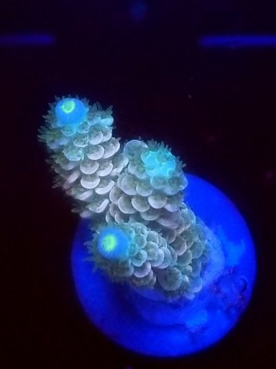 coral (51).jpg