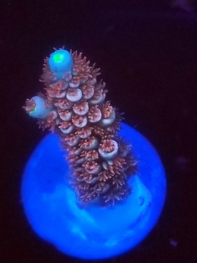 coral (75).jpg