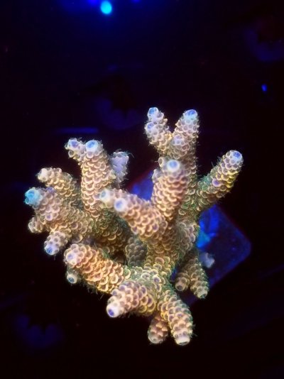 coral (152).jpg