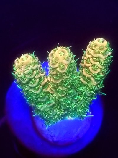 coral (17).jpg