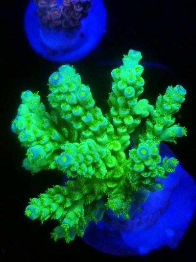 coral (32).jpg