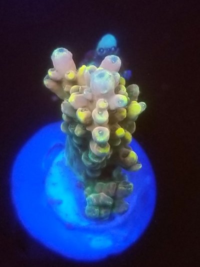 coral (36).jpg