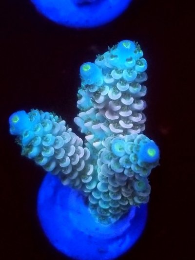 coral (64).jpg