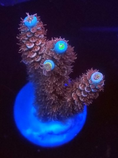 coral (68).jpg