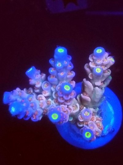 coral (93).jpg