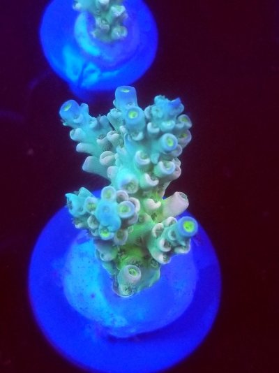 coral (116).jpg