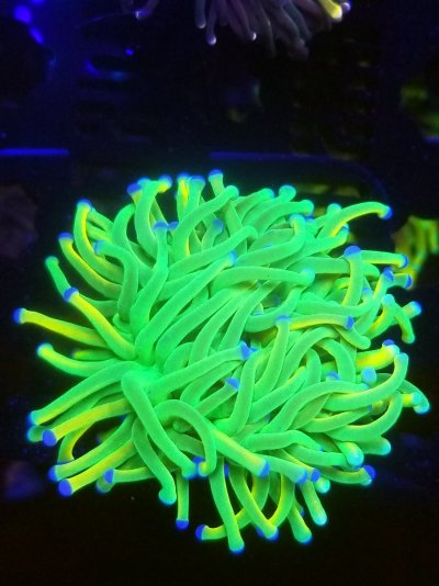 coral (295).jpg