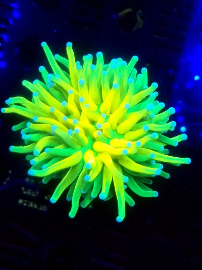 coral (304).jpg