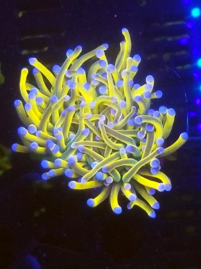 coral (308).jpg