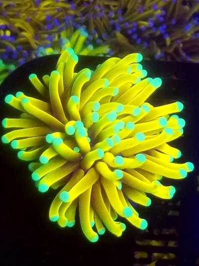 coral (314).jpg