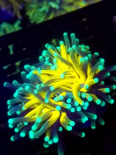 coral (320).jpg