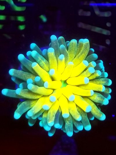 coral (321).jpg
