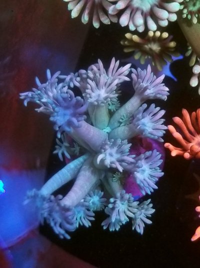 coral (226).jpg