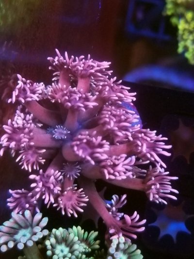 coral (228).jpg