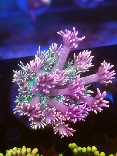 coral (240).jpg