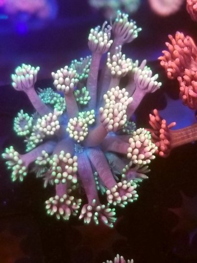 coral (243).jpg