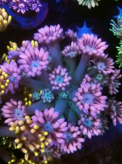 coral (247).jpg