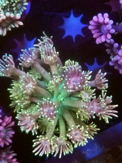 coral (250).jpg