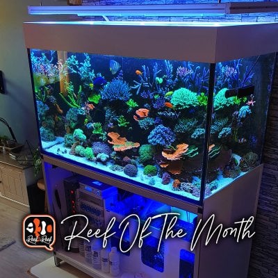 REEF OF THE MONTH - June 2022: Reefer_punk's Beautiful DSR Reef! No Water Changes in 4+ Years!