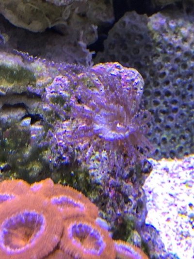 Coral ID.jpg