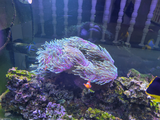 Anemone for sale