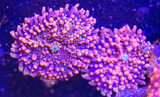 Red Bubble Tip Anemone, Red Ricordea Yuma, and JKR Ultimate Warrior Rainbow Chalice