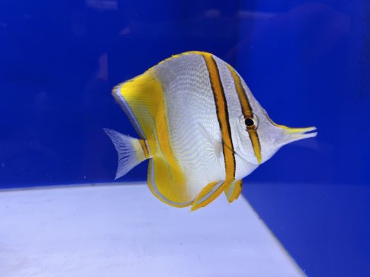 image_50372865.JPG image_50372865.JPG