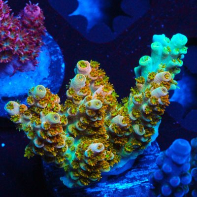 FHC Battle Corals Brain Candy_50.jpg