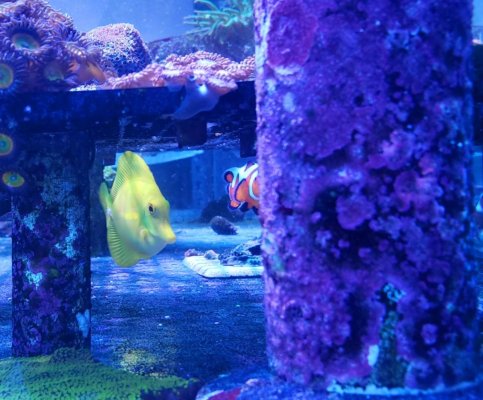 yellow tang.jpg yellow tang.jpg