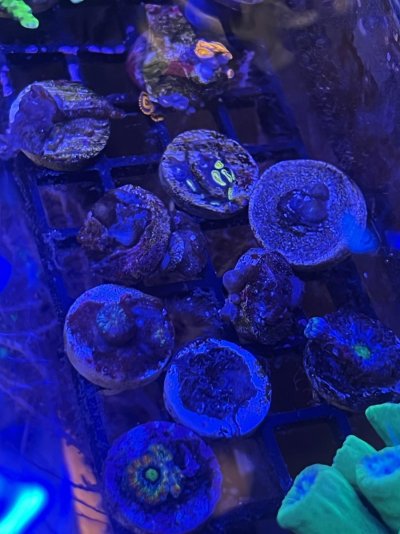 reef 3.jpeg