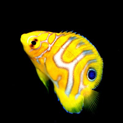 Regal Angelfish.JPG Regal Angelfish.JPG
