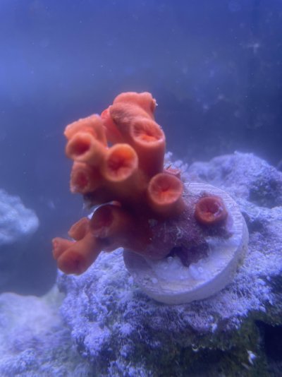 Coral ID.jpg