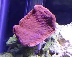 coral 3.PNG coral 3.PNG