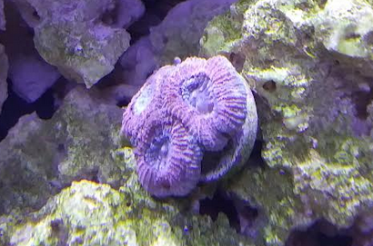 coral 1.PNG coral 1.PNG