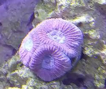 coral 2.PNG coral 2.PNG